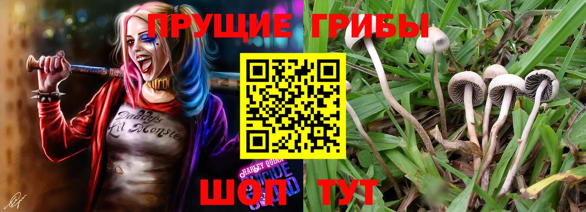 Псилоцибиновые грибы мухоморы  Вход с VPN  магазин  наркотиков  Луга 